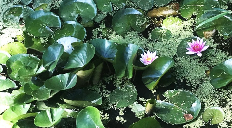 Groene waterleliebladeren met enkele roze en witte waterlelies erin.